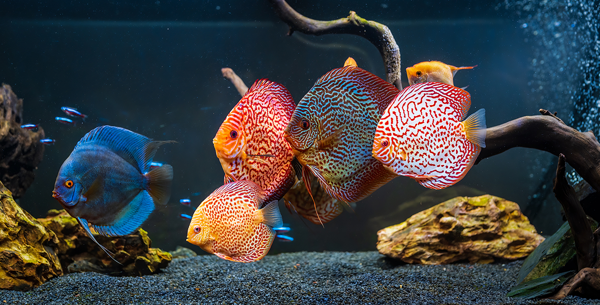 Discus fish deals